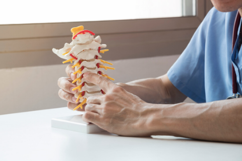 Chiropractor holding model spine.